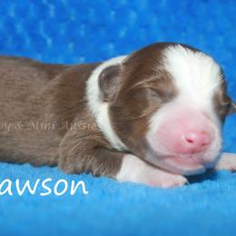 Dawson - Red tri-color male Miniature American Shepherd puppy in Godley, Texas from Flying H Toy and Mini Aussies