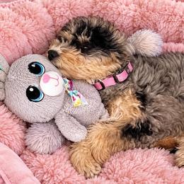 Pebbles - Lite Pink Collar - Blue merle female Bernedoodle puppy in Port Charlotte, Florida from Islands Wheatens and Poodles