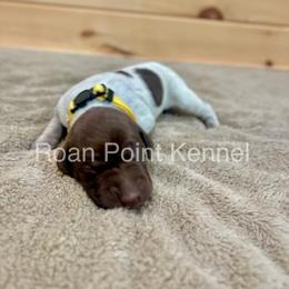 German Shorthaired Pointer Puppies from Roan Point Kennel