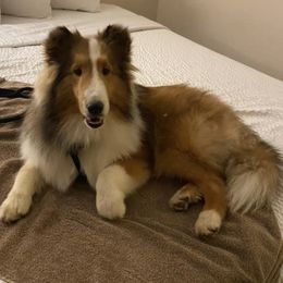 Shetland Sheepdogs from Glowing Shelties