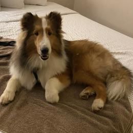 Shetland Sheepdogs from Glowing Shelties