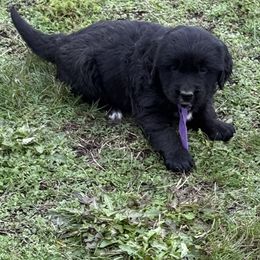 Female Purple - female Golden Mountain Dog puppy in Tacoma, Washington from Canyon Meadows Farm