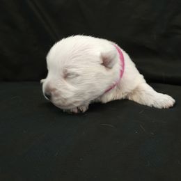 Pixie-Pink - White female West Highland White Terrier puppy in Toronto, Ohio from Shekinah’s Mi-Kis & Cricket Hill’s Westies