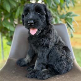 Willow - Black and tan female Giant Schnauzer puppy in Meridian, Mississippi from Hillside Kennels