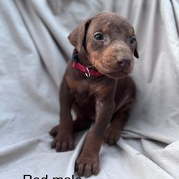 Red - Red and rust male Doberman Pinscher puppy in New Ipswich, New Hampshire from Fox Farm Kennel