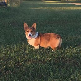Pembroke Welsh Corgi Puppies from Clearsky Corgis