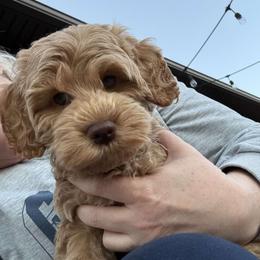 Aussiedoodle and Cockapoo Puppies from Ouachita River Cockapoos
