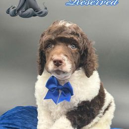 Dalmatian, Poodle, and Rhodesian Ridgeback Puppies from Ruffles, Ridges, & Spots!