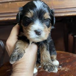 Rocket - Tri-color male Bernedoodle puppy in Superior, Arizona from Mountain Bridge Doodles