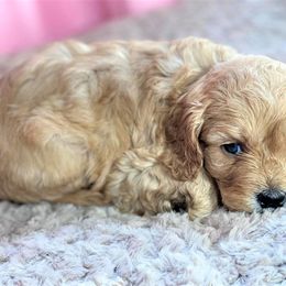 Cavapoo Puppies from Clearview Canines
