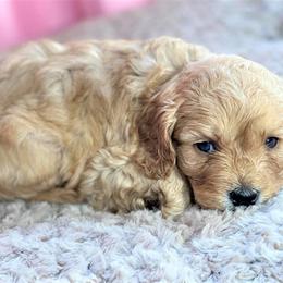 Cavapoo Puppies from Clearview Canines