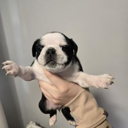 Girl 2 - Brindle female Pug puppy in Auburn, Kentucky from Prentice Family Pugs & Bugs