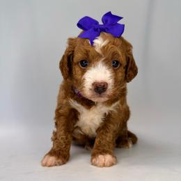 Purple girl - Red  female Goldendoodle puppy in Hot Springs, Arkansas from Hot Springs Kennels