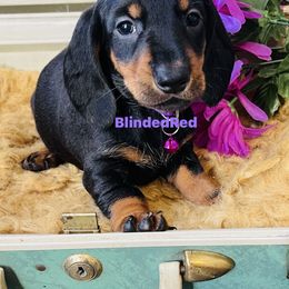 Purple - Black and tan female Dachshund puppy in Leoma, Tennessee from Southbound Kennel