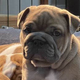Girl 3 - Fallow Bulldog puppy in Macomb, Michigan from London's Bears English Bulldogs