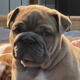 Girl 3 - Fallow Bulldog puppy in Macomb, Michigan from London's Bears English Bulldogs
