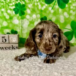 Boy Three - Chocolate and cream male Dachshund puppy in Lakeland, Florida from Ruthie’s Rich Mini Dachshunds