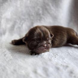 Rolo - Chocolate male Shih Tzu puppy in Jenks, Oklahoma from Northstar Shih Tzu