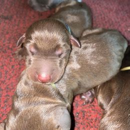 Doberman Pinscher Puppies from Lilo & Stitch Kennels
