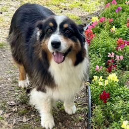Toy Australian Shepherds from BRS Toy Aussies