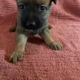 Kiara - Sable female Working Dog Cross puppy in Sheridan, Arkansas from Dark Sky Kennels