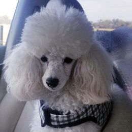 Poodles from Beanies Babies