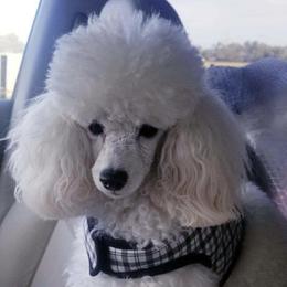 Poodles from Beanies Babies
