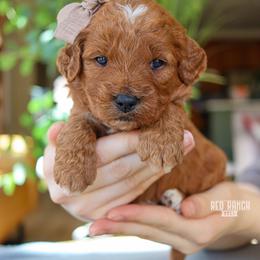 Starlight - Red  female Goldendoodle puppy in Salado, Texas from Red Ranch Dogs