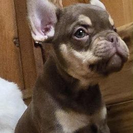 Choc and tan boy - Tricolors male French Bulldog puppy in Denison, Texas from Lovemyfrenchies – Stoddard Frenchbulldog's