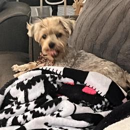 Yorkshire Terrier All Grown Up from Yorkie Love