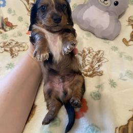 Denver - Dapple male Dachshund puppy in Springfield, Tennessee from Savannah’s Doxie Palace