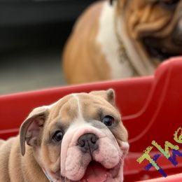 Bulldogs from English Wiggle Butts