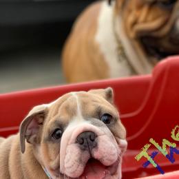 Bulldogs from English Wiggle Butts