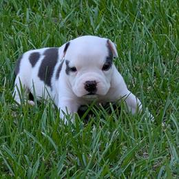 Boy 2 - Black male American Staffordshire Terrier puppy in Conley, Georgia from Cicero Kennels