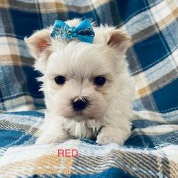 Maltese Puppies from Rockin Rivers AKC Maltese & Malshi's