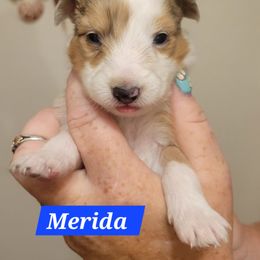 Merida - Sable merle and white female Shetland Sheepdog puppy in Kaycee, Wyoming from Heavenly Shelties