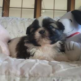 Axel - Red and white male Shih Tzu puppy in Ontario, Oregon from Keeper of the Stars