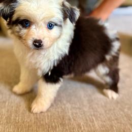 Blue female - Blue merle female Miniature Australian Shepherd puppy in Lemon Cove, California from Magic Ranch Mini Aussies