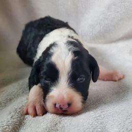 Otis - Black and white male Sheepadoodle puppy in Bellevue, Iowa from Fluffy Wonders Poms and Doodles