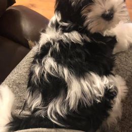 Havanese Puppies from Sandy’s Havanese