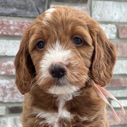 Latte (light pink) female - Red  female Goldendoodle puppy in Apopka, Florida from The Classic Doodle