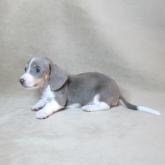 Izzy - Fawn (isabella) and cream female Dachshund puppy in Pana, Illinois from Doxie Waggin Tails