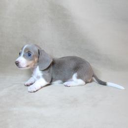 Izzy - Fawn (isabella) and cream female Dachshund puppy in Pana, Illinois from Doxie Waggin Tails