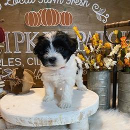 Cavapoo and Coton de Tulear Puppies from Big Gulch Puppies
