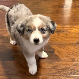 Rembrandt - Blue merle male Miniature Australian Shepherd puppy in Dallas, Waco, And Tyler, Texas from Beulah Aussie Farms Texas