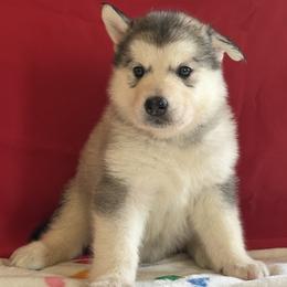 Serious Moonlight - Seal and white female Alaskan Malamute puppy in Easton, Maryland from Stars Howl-O Kennels by FurEver Friends Inc