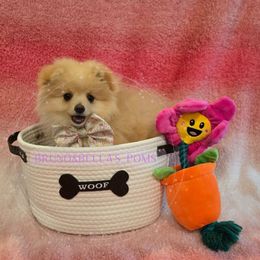 Rosie - Cream sable Pomeranian puppy in Byhalia, Mississippi from Bruno & Bella's Poms