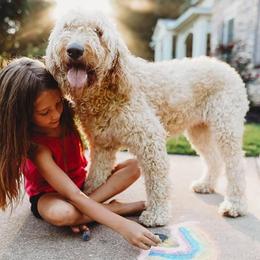 Zoey - Goldendoodle