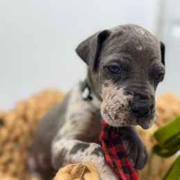 Linguini - Merle male Great Dane puppy in Sac City, Iowa from Northern Great Danes of Colorado & Iowa