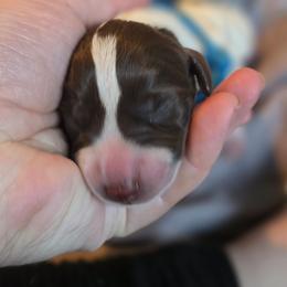Blue male - Liver and white male German Shorthaired Pointer puppy in Kenai, Alaska from LakeHaus Kennels